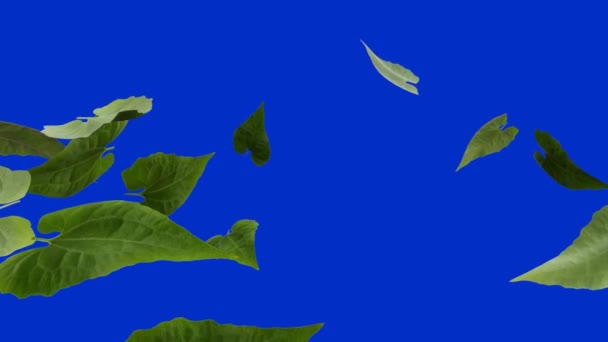 Animación Hojas Verdes Volando Flotando Sobre Fondo Azul Efectos Vídeo — Vídeos de Stock