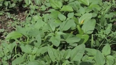 Taze dikenli ıspanak bitkileri ve taze esinti. Amaranthaceae familyasından bitki türü Amaranthus spinosus