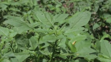 Taze dikenli ıspanak bitkileri ve taze esinti. Amaranthaceae familyasından bitki türü Amaranthus spinosus