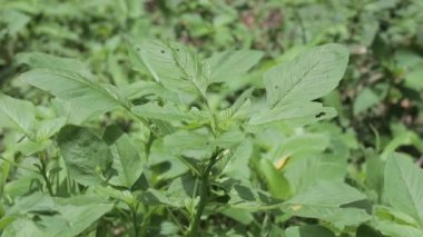 Taze dikenli ıspanak bitkileri ve taze esinti. Amaranthaceae familyasından bitki türü Amaranthus spinosus