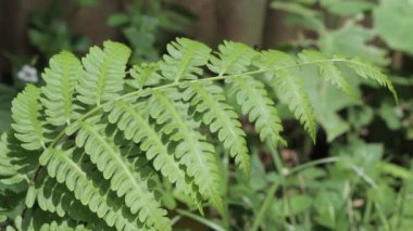 Taze dikenli ıspanak bitkileri ve taze esinti. Amaranthaceae familyasından bitki türü Amaranthus spinosus