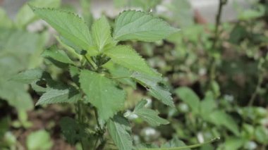 Taze dikenli ıspanak bitkileri ve taze esinti. Amaranthaceae familyasından bitki türü Amaranthus spinosus