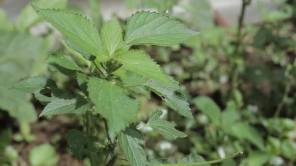 新鲜的刺菠菜植物和新鲜的微风 金银花科植物种金银花属 — 图库视频影像