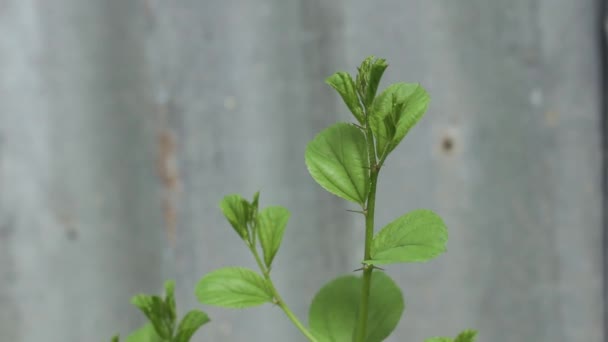 Plantes Bidara Avec Fond Toit Étain Flou Drépanocytose Senna Java — Video