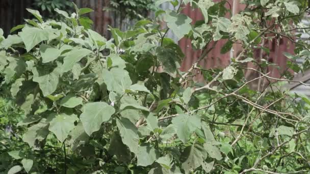茄子植物长有很长的枝干而凋零 — 图库视频影像