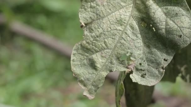 Padlizsán Növényei Nagyon Hosszú Ágakkal Hullanak — Stock videók
