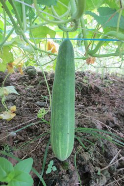 Taze salatalıklar saplarından sarkan ve toprakla ve otlarla çevrili.