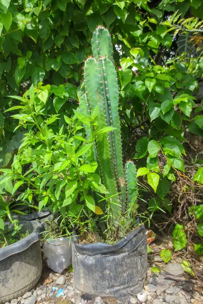 Bitkiler ve kayalarla çevrili bir tencerede kaktüs ve arka planda yeşil kağıt yaprakları var.