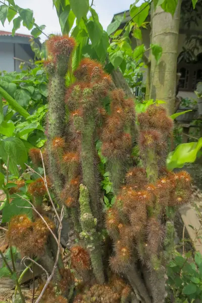 Bahçede bitkilerin, ağaçların ve evin arka planıyla portakal dikenli kaktüs var.