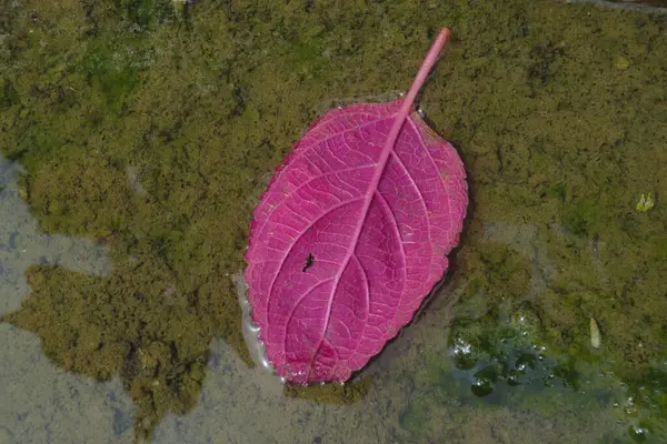 Toprak ve yosun dolu bir su birikintisinde yüzen pembe yapraklar.