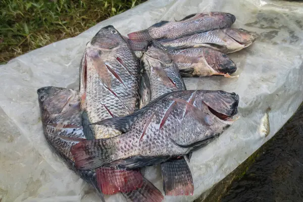Yakalanmış tilapia balıkları plastiğe konur.                  