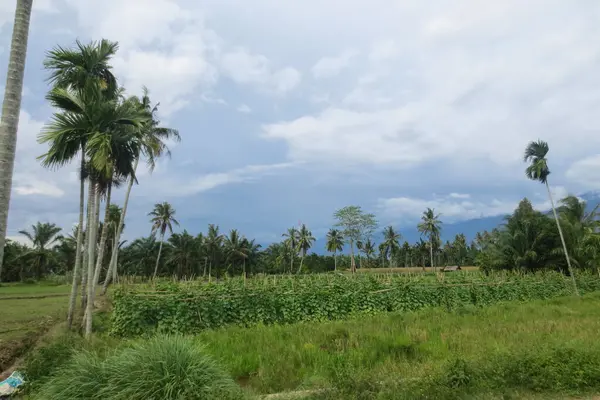 Bereketli tarlalar ve parlak mavi gökyüzünün arka planında uzun ağaçlar.