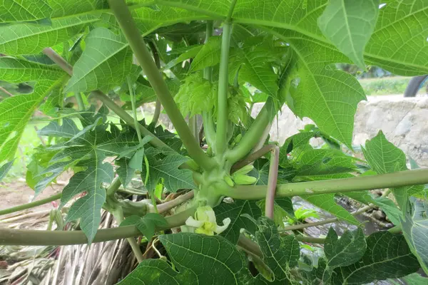 Yakında meyve verecek olan yeşil papaya filizlerinin arka bahçesi var.