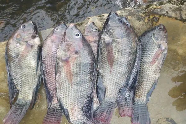 Tilapia balığı taze su arka planına sahip çimentoda yatıyor.