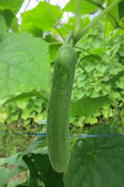 Mavi halat ve kalın yapraklardan oluşan arka planda toplanacak uzun salatalıklar.