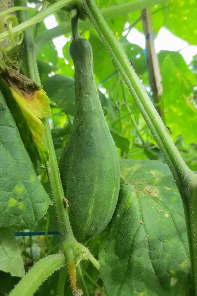 Arka planda salatalık yapraklarıyla ağaçtan sarkan taze büyük salatalıklar.