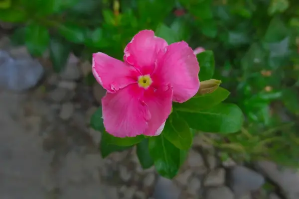 Pembe menekşe çiçekleri ve yapraklardan oluşan yeşil yapraklar.