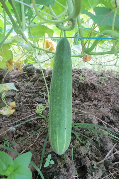 Taze salatalıklar saplarından sarkan ve toprakla ve otlarla çevrili.