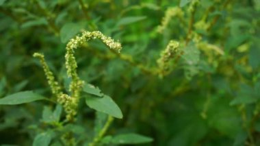 Bulanık arkaplanda dikenli çiçek 