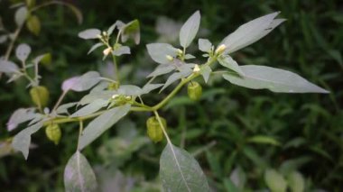 Physalis angulata 