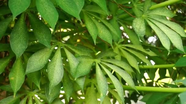 Zielone Świeże Liście Manioku Wiejące Wietrze — Wideo stockowe