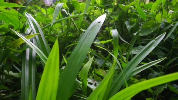緑と新鮮なグリーンは パナンダのアマリリフリオリウスは 熱帯環境で繁栄しています フードアロマプラント — ストック動画