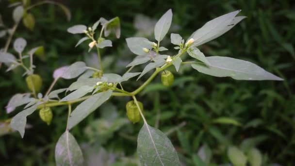 Physalis Angulata Ciplukan Plantas Que Crecen Naturaleza — Vídeo de stock