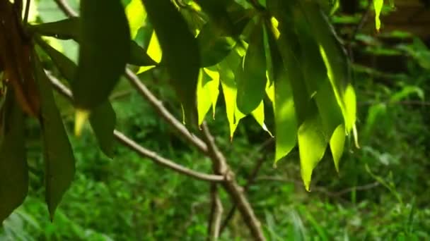 Zielony Świeży Liście Manioku Wieje Wietrze Naturalne Tło Negatywną Przestrzenią — Wideo stockowe