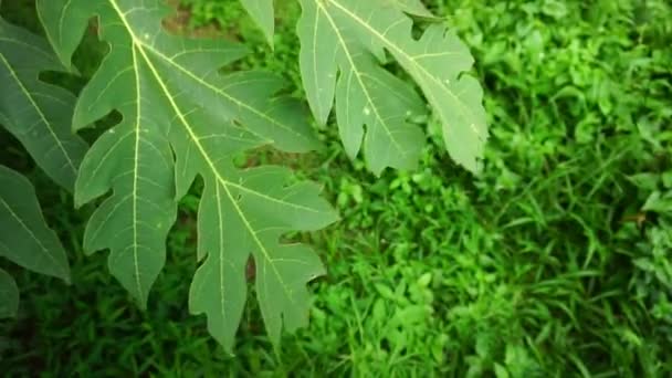 Πράσινα Και Φρέσκα Φύλλα Παπάγια Φυσούν Στον Άνεμο Φυσικό Φόντο — Αρχείο Βίντεο