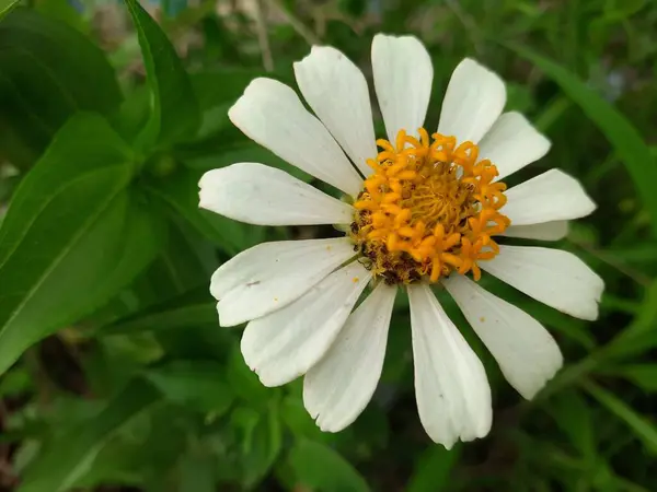 Bulanık yeşil yapraklı sarı yapraklı güzel beyaz çiçekler.