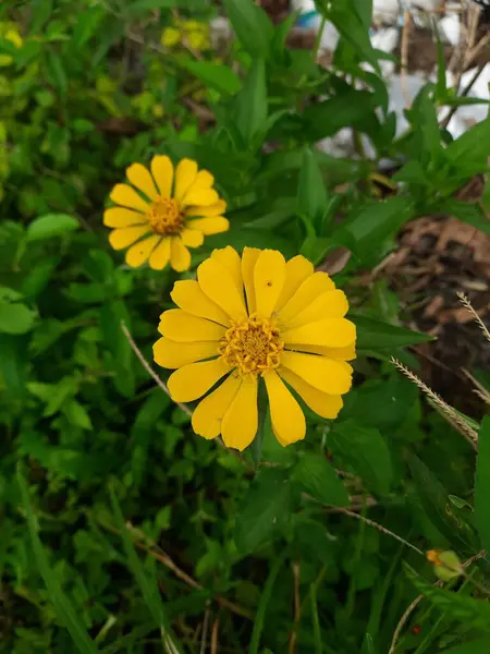 Sarı yapraklı sarı çiçekler yeşil bitki arka planında