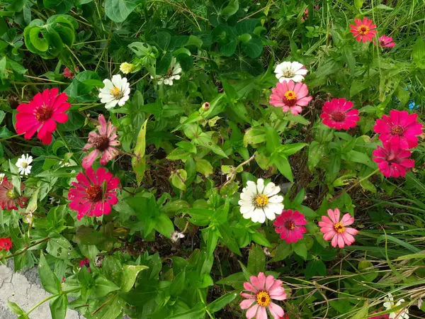 Yeşil yapraklı renkli çiçekler Endonezya 'da yetişir