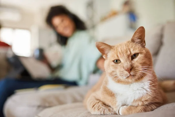 Close Portrait Ginger Cat Sitting Sofa His Owner Smiling Background Royalty Free Stock Photos