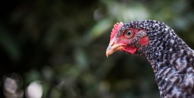 Çiftlikteki bir tavuğun portresi.