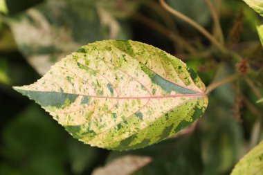 Acalypha bitkisinin yakın plan çekimlerinde doğal desenler yeşil, sarı ve krem rengi görünür. Botanik temalar, doğa geçmişi ve bahçecilik kavramları için ideal.