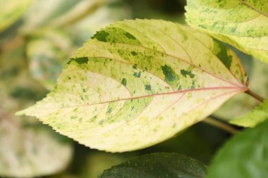Acalypha bitkisinin yakın plan çekimlerinde doğal desenler yeşil, sarı ve krem rengi görünür. Botanik temalar, doğa geçmişi ve bahçecilik kavramları için ideal.