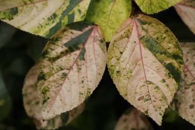 Acalypha bitkisinin yakın plan çekimlerinde doğal desenler yeşil, sarı ve krem rengi görünür. Botanik temalar, doğa geçmişi ve bahçecilik kavramları için ideal.