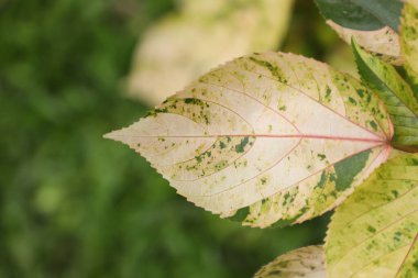 Acalypha bitkisinin yakın plan çekimlerinde doğal desenler yeşil, sarı ve krem rengi görünür. Botanik temalar, doğa geçmişi ve bahçecilik kavramları için ideal.
