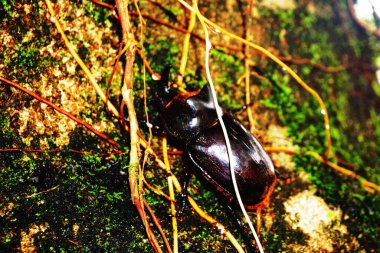 Allomyrina dichotoma, also known as the Japanese rhinoceros beetle, Japanese horned beetle or kabutomushi, is a species of rhinoceros beetle.