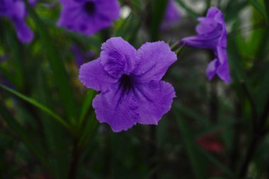Ruellia simplex, the Mexican petunia, Mexican bell or Britton's wild petunia, is a species of flowering plant in the Acanthaceae family. It is native to Mexico, the Caribbean and South America.