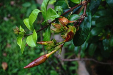 Sanchezia, according to the APG II System, is a botanical genus of the Acanthaceae family, distributed in the tropical regions of America.