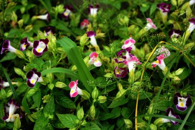 Tornia is a plant whose height is usually around 15 to 35 cm. Its delicate-looking flowers can be found in combinations of shades of pink, violet, purple, white and yellow.