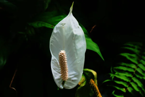 Spathiphyllum cochlearispathum is a plant species in the Araceae family. It is native to southern Mexico and often cultivated. When grown as a houseplant, Spathiphyllum cochlearispathum is commonly called the peace lily.
