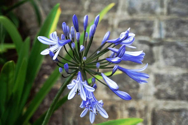 Agapanthus africanus is a species of bulbous plant in the Amaryllidaceae family with a natural distribution in the Cape of Good Hope region of South Africa.