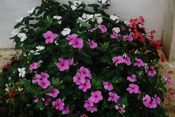 vinca, also known as good night, is a plant native to Madagascar that has adapted extremely well to Brazil as it is very tolerant of heat.