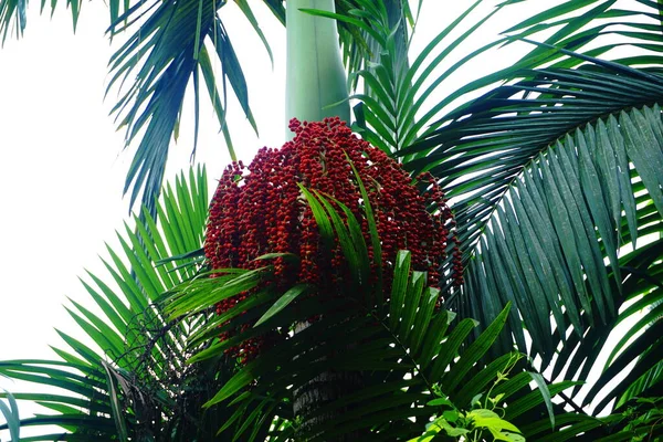 Macarthur palm tree with its red seed.
