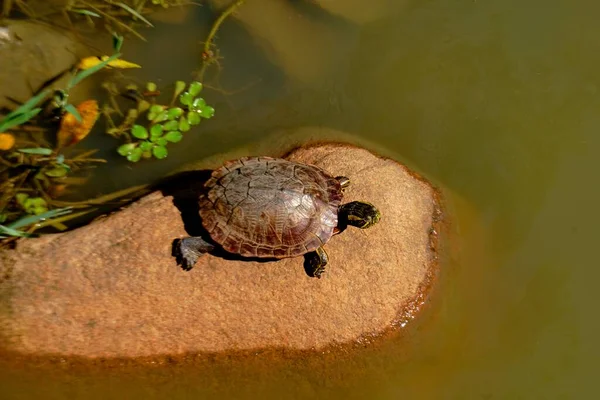 美丽的乌龟在岩石日光浴上的照片 — 图库照片