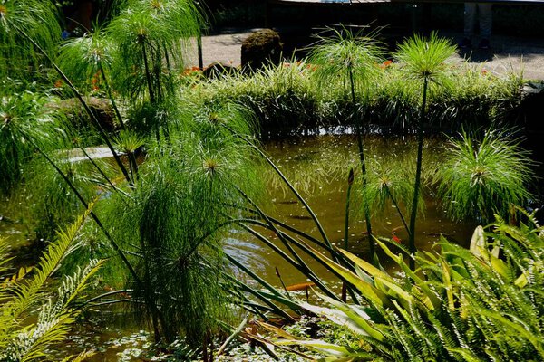 Фото Тангу, Куритиба Бразилия с великолепными пейзажами.