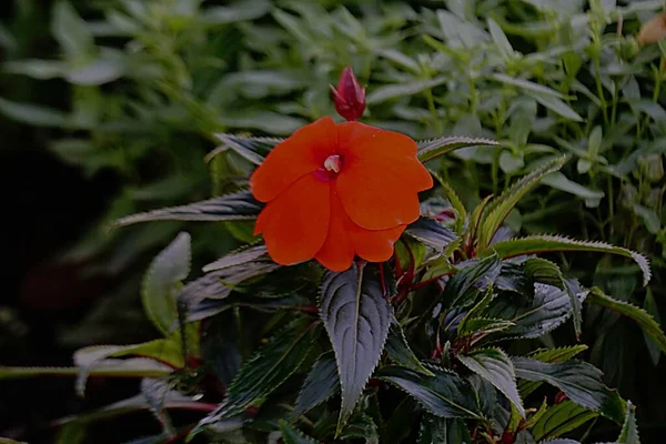Фото Красивої Червоної Квітки — стокове фото