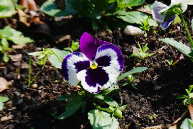 Güzel renkli çiçeklerin fotoğrafı.